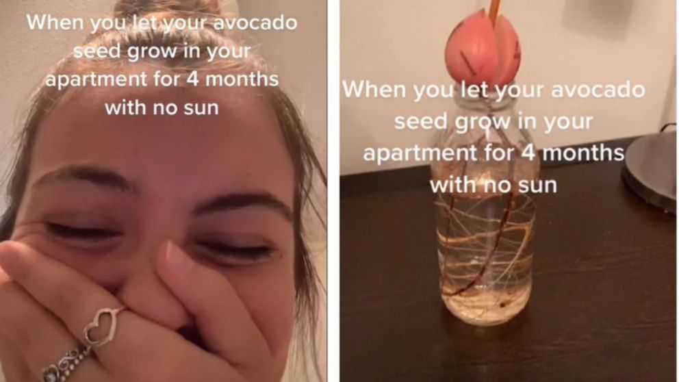 Quiso hacer un experimento casero con una semilla de palta pero el resultado la dejó sin palabras (imagen captura vídeo).