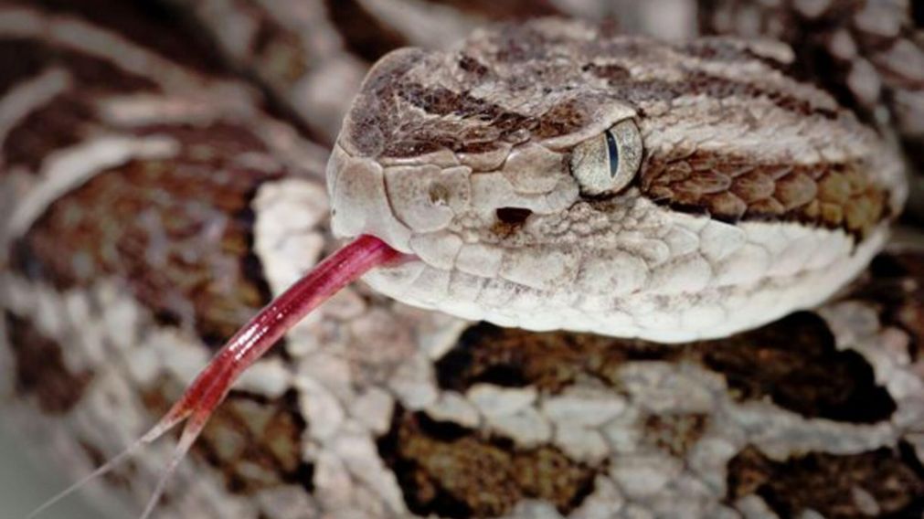La serpiente yarar� cuenta con una mol�cula en su veneno que es capaz de combatir el Covid-19.