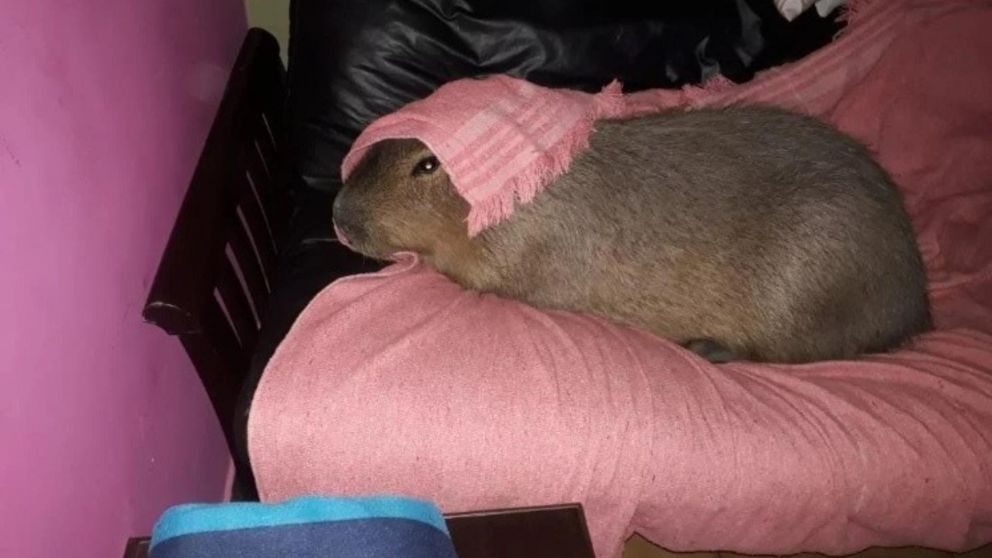 El carpincho, subido a la cama de sus dueños, es uno más de la familia (Hoy de Córdoba).