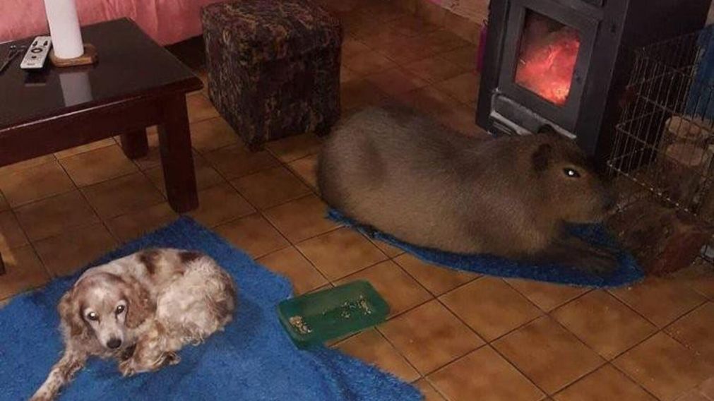 Marl� es friolento, as� que en invierno disfruta de acostarse cerca del fueguito junto a sus hermanitos perrunos (Gentileza Ahora Mar del Plata).