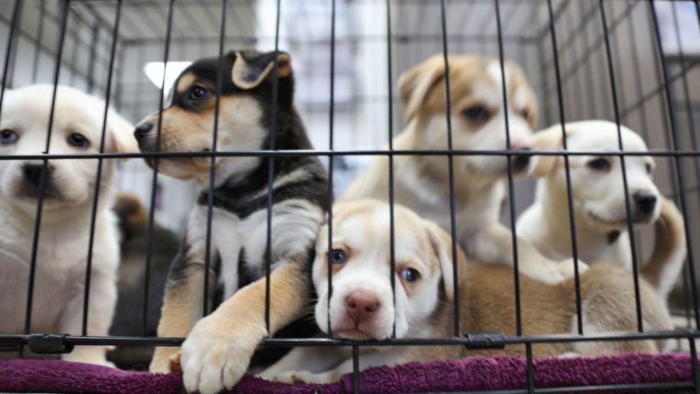 Decenas de perros asesinados a tiros en Australia provocan una polémica mundial. (Imagen ilustrativa)