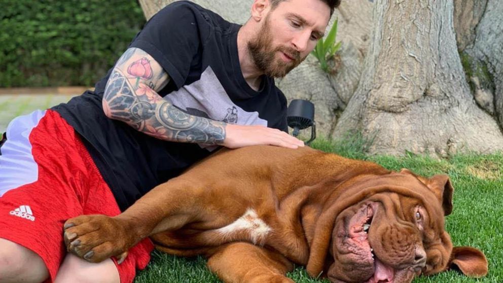 La mascota de los Messi se reunió con sus dueños tras semanas de separación, mientras Leo era presentado como miembro del PSG.