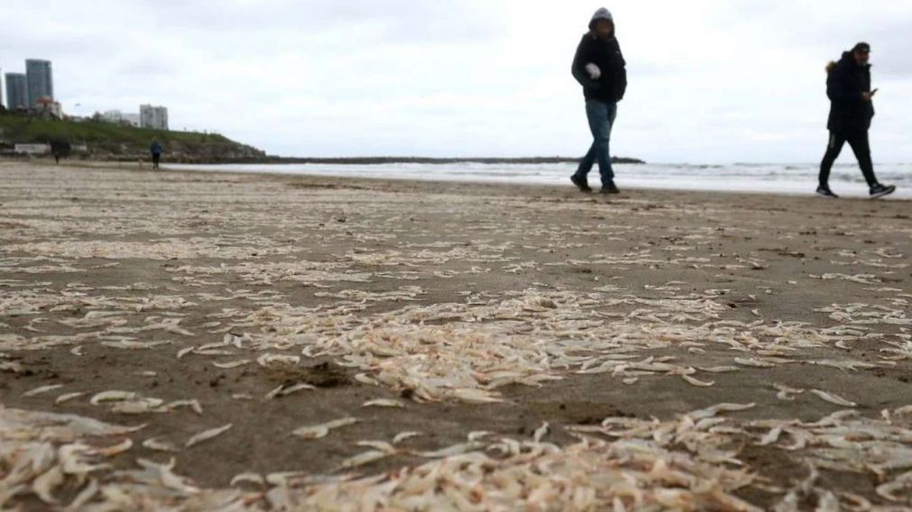 Mar del Plata se despertó el sábado con una playa repleta de lo que creían que eran langostinos.