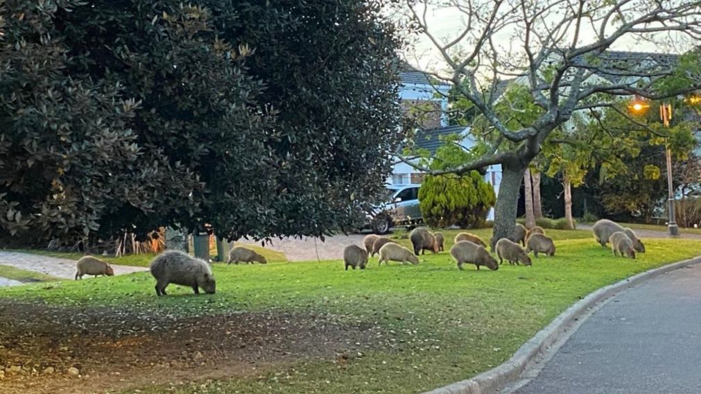Los vecinos piden el desalojo de los carpinchos que rondan la recientemente establecida urbanización en Tigre.