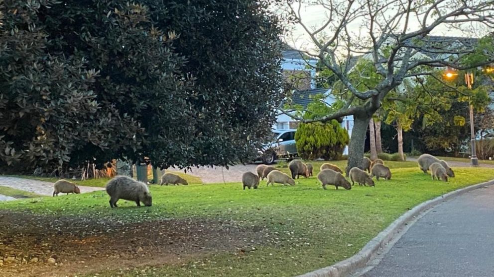 Los vecinos piden el desalojo de los carpinchos que rondan la recientemente establecida urbanización en Tigre.