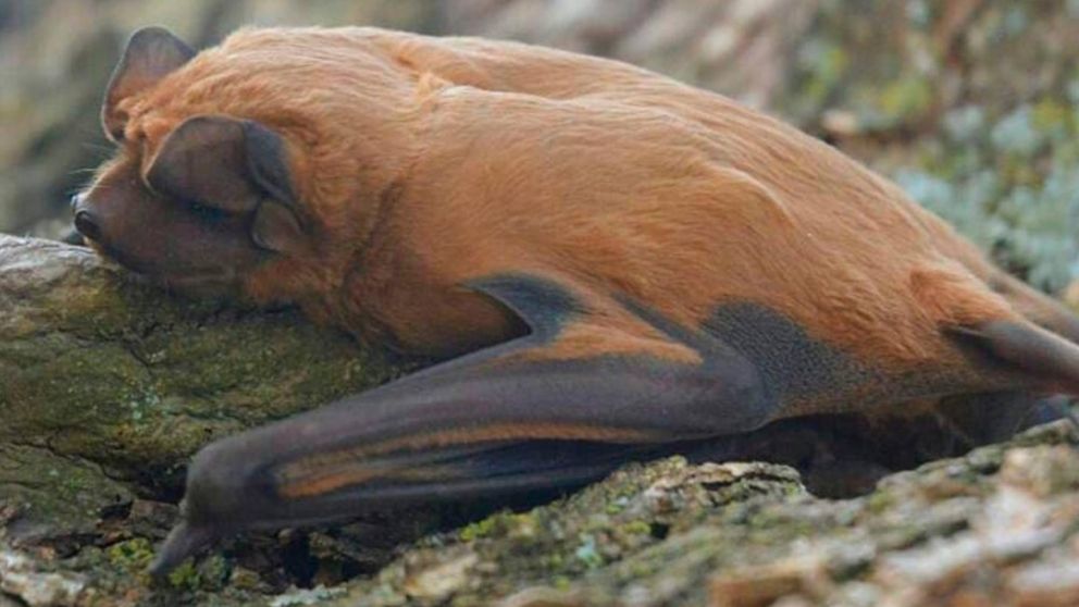 Identificaron nueva especie de murciélago que habita el sur de Santa Fe.