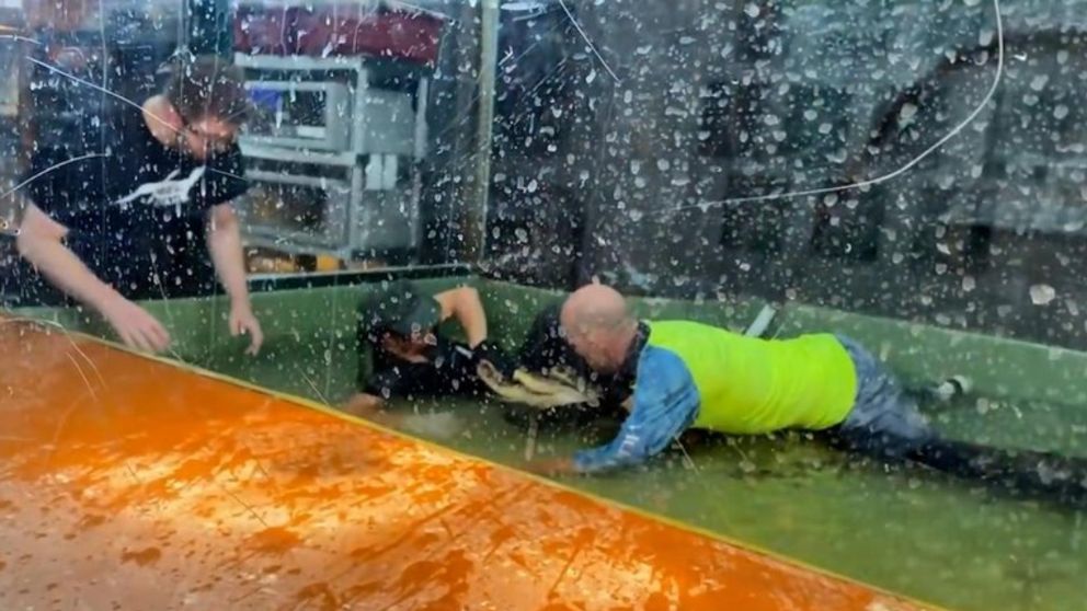 El momento en que la cuidadora fue atacada por el animal.