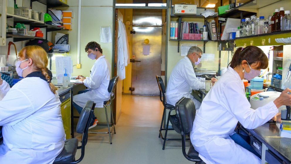 "Estamos pensando para el año que viene fase 1 y 2 de prueba en humanos. Este año estamos completando la fase preclínica", señaló Salvarezza.