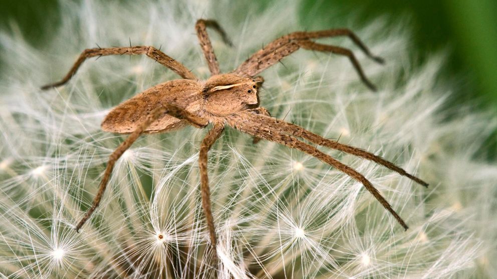 La araña reclusa mediterránea contiene un poderoso veneno (Imagen ilustrativa).