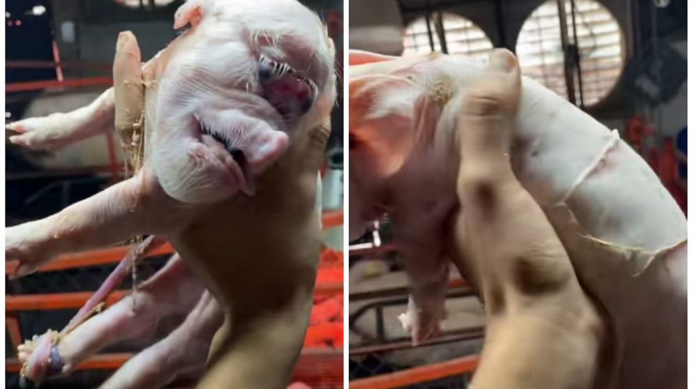 El cerdito y su "aterrador" aspecto lo convirtió en material viral de las redes sociales.