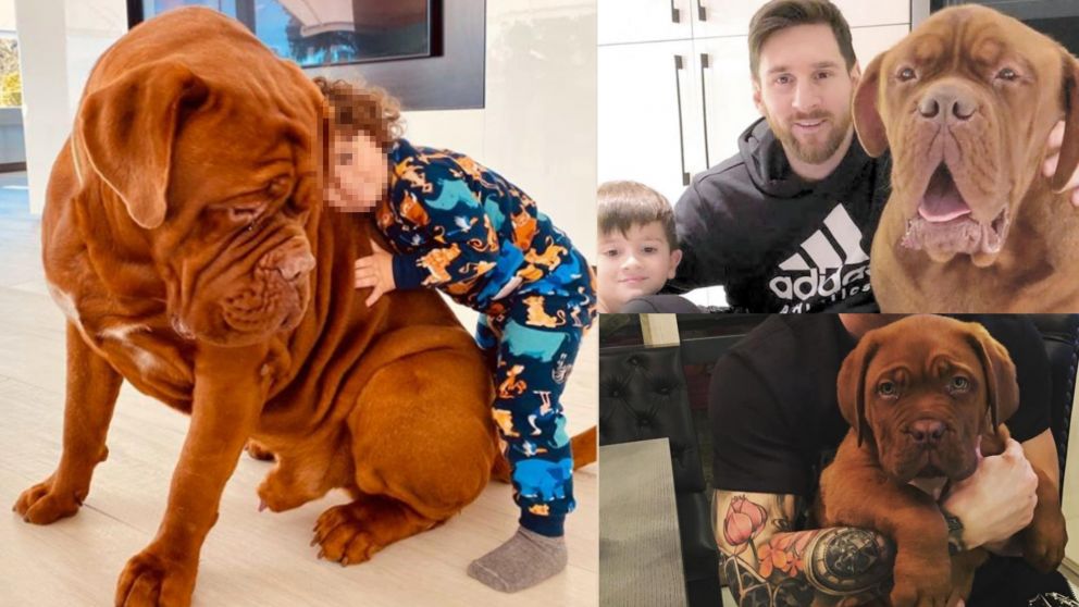El perro de los Messi no los acompa�� a Par�s para la presentaci�n del astro argentino en el Par�s Saint Germain.