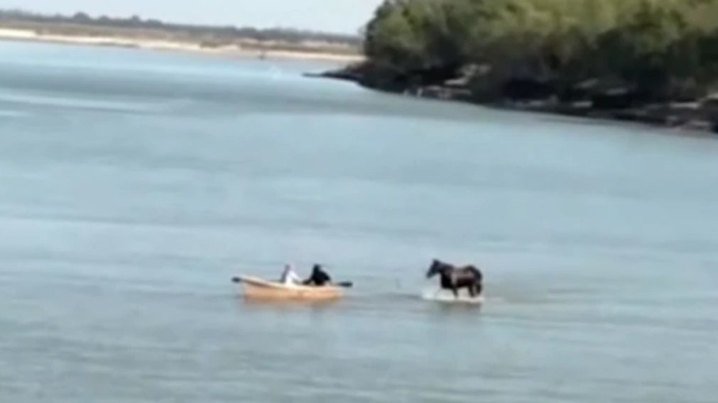 Por la bajante del río Paraná, un caballo lo cruzó caminando y el vídeo se volvió viral (imagen captura vídeo).