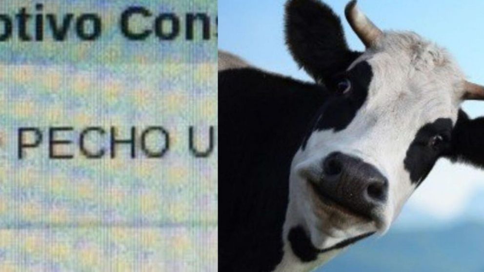 "Lo pechó una vaca" es uno de los tantos motivos para ingresar a una guardia.