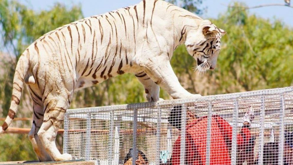 La empleada realizaba tareas de aseo cuando fue atacada por el felino.