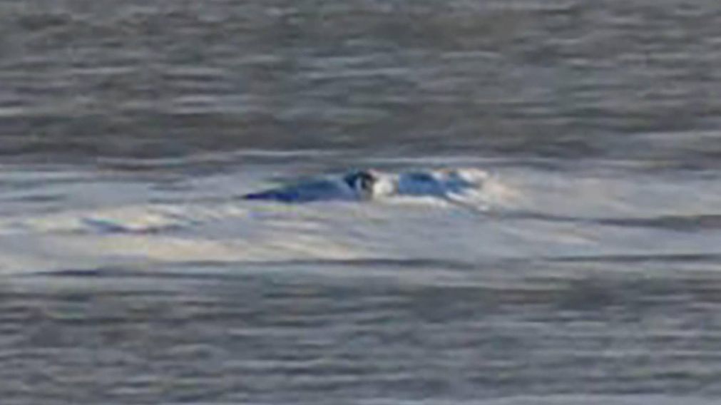 �El "Nahuelito" es un plesiosaurio a�n vivo?