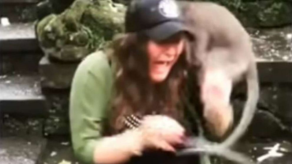 La mujer quería tomarse la foto con el mono, y todo salió mal cuando alguien le dice "agarralo del cuello".