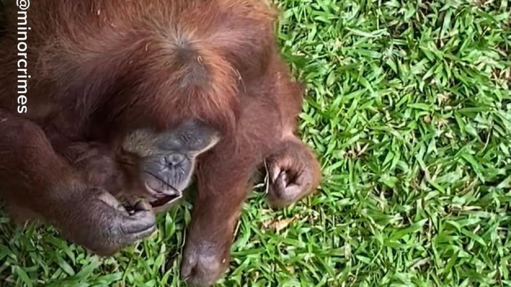 Se le cayeron los anteojos de sol en la jaula de los orangutanes en un zoológico: la inesperada reacción de uno de los animales.