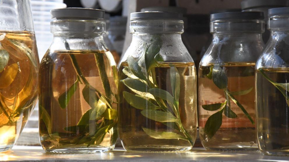 El 1 de agosto varios países de América Latina celebran a la Madre Tierra.