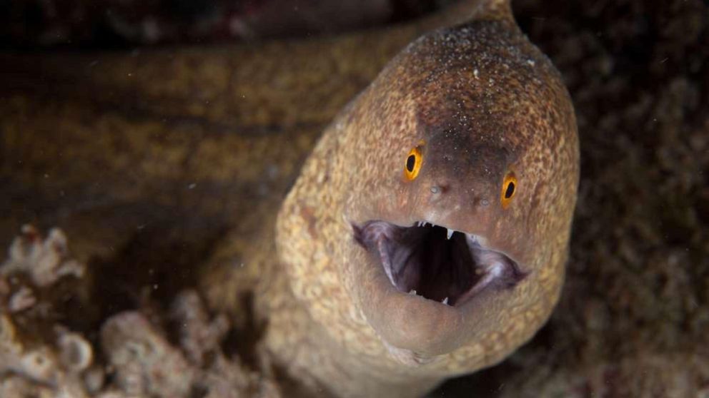 Los casos de prsonasque asisten al médico por introducirse anguilas en su cuerpo son muy frecuentes en China (Imagen ilustrativa).