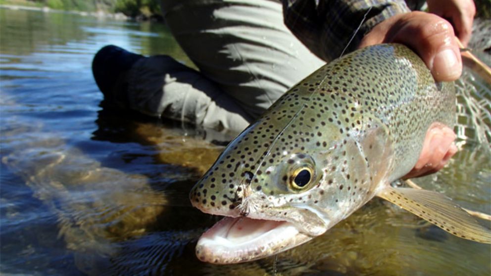 Según un estudio científico, los peces pueden ser adictos a las drogas por el agua contaminada (imagen ilustrativa).