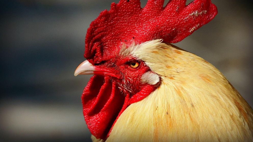 El traductor de Google pronuncia la palabra "gallo" imitando la voz de esa ave.