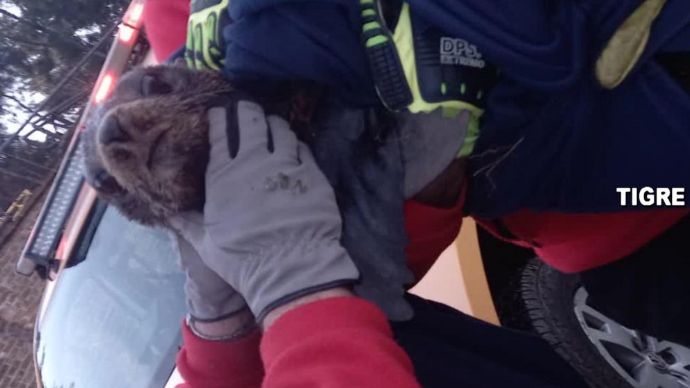 Así rescataron a lobo de río atrapado en un zanjón.