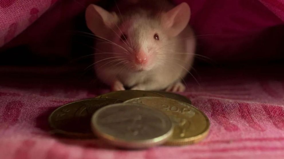 El "Rat�n P�rez" le dio una lecci�n a la peque�a Elisa (Imagen ilustrativa).