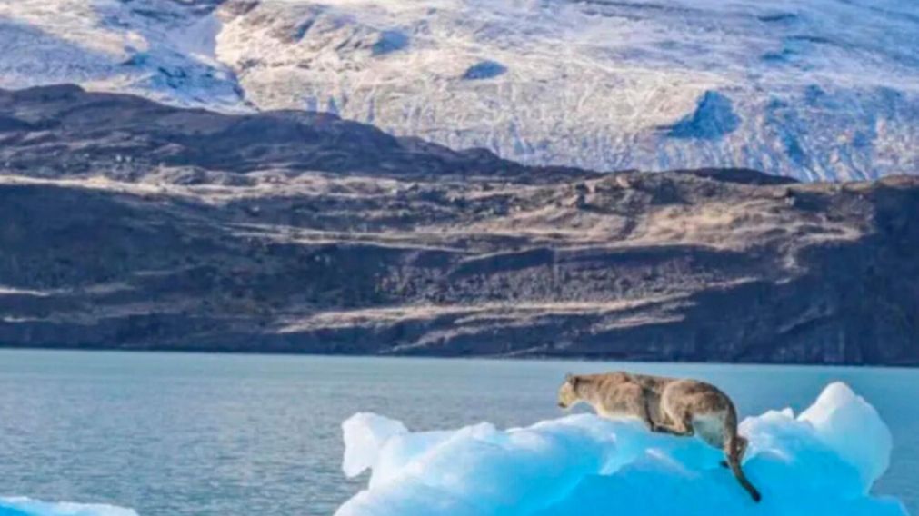 Un puma apareció sobre un iceberg en el Lago Argentino, dentro del Parque Nacional Los Glaciares.