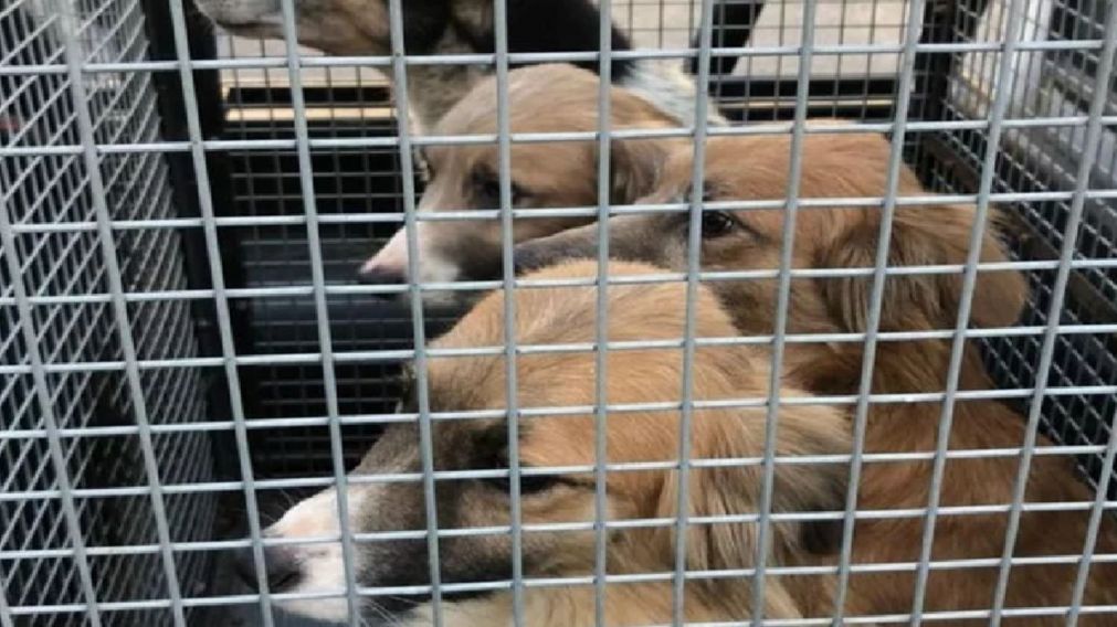 Algunos de los perros rescatados