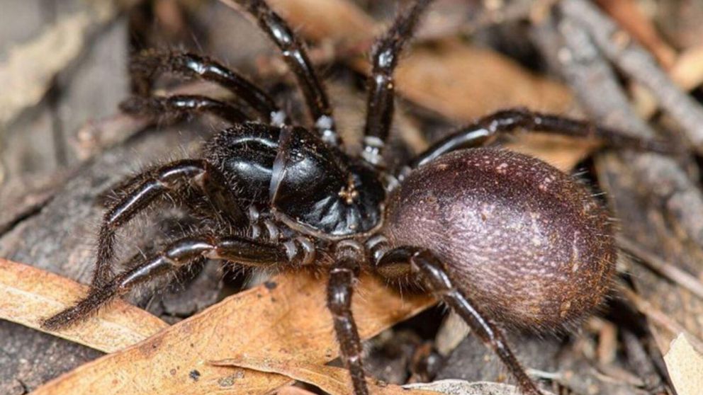 La araña de tela de embudo puede matar a una persona (Imagen ilustrativa).