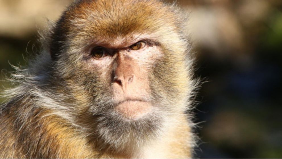 El virus es transmitido principalmente por monos (primates no humanos).