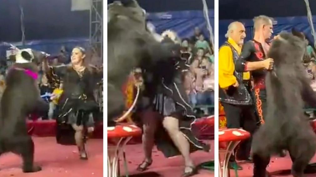 El momento en el que el oso pardo atac� a la presentadora pero seg�n para el circo no pas� nada. (Captura video)