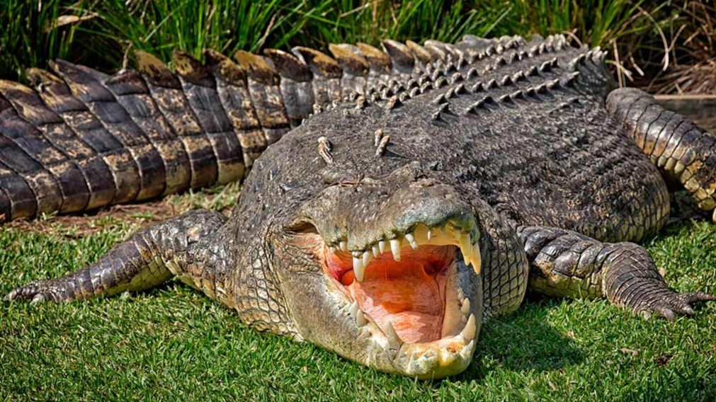 El cocodrilo fue captado por las cámaras de los celulares de los propios golfistas.