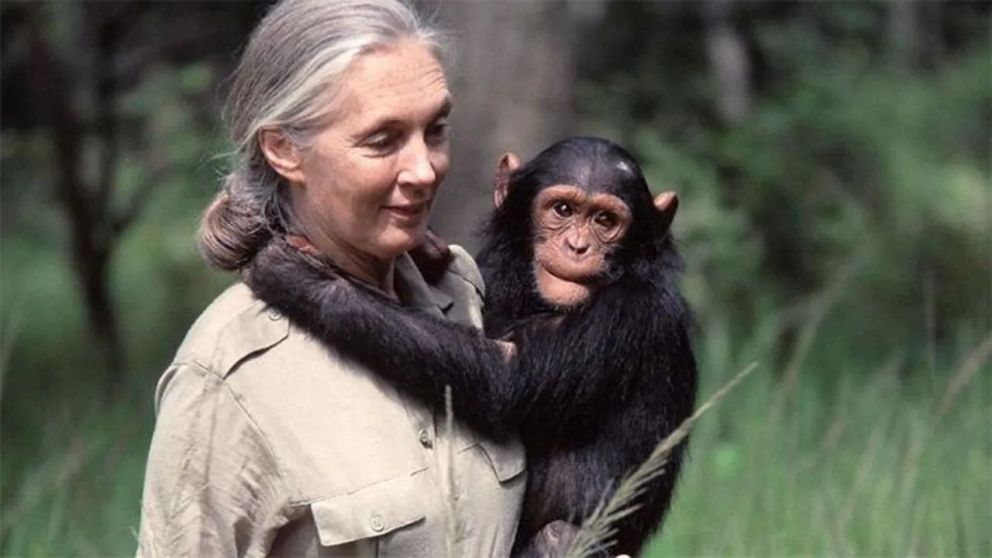 Jane Goodall dedicó toda su vida a los animales (Archivo).
