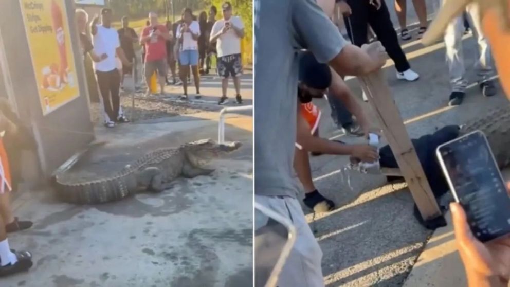 Unas personas atraparon a un caimán que merodeaba en un local de comidas rápidas (Imagen captura vídeo).