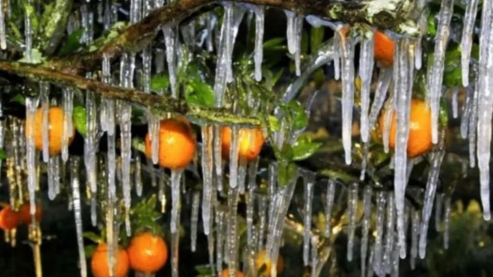 Heladas afectaron la producción en Entre Ríos en el invierno último (Gentileza Uno Entre Ríos).