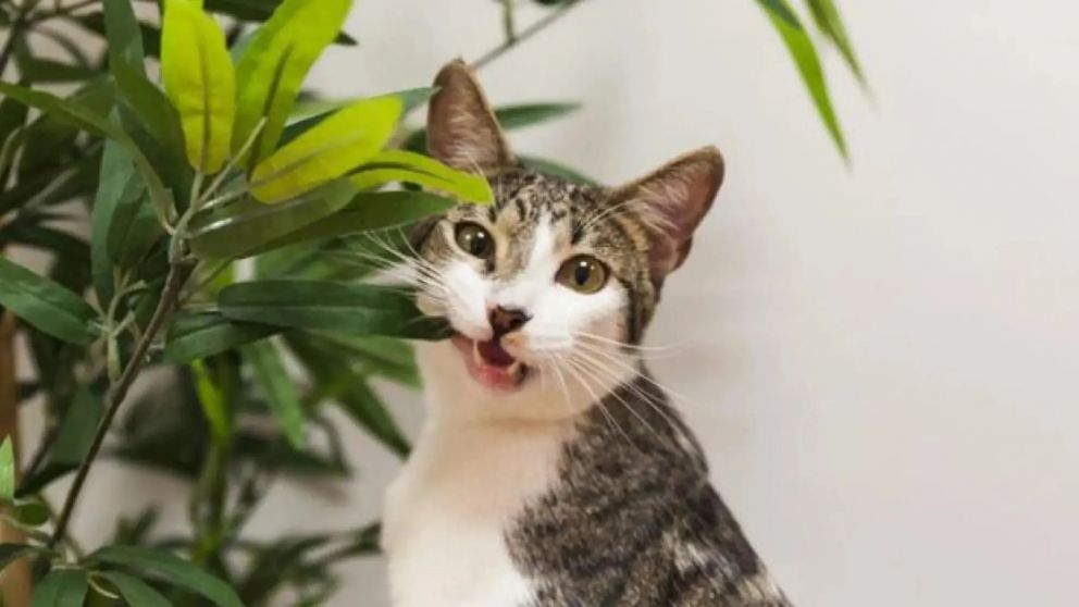El motivo por el cual los gatos quieren comer ciertas plantas.