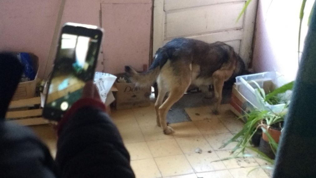 Los perros buscaron rastros de Marcela López en la casa de su ex pareja en Río Gallegos (La Opinión Austral).