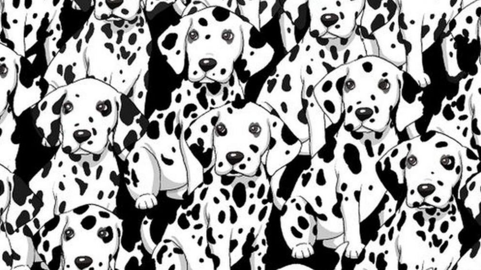 Reto viral: ¿lo podes encontrar? Hay que hallar al perro distinto en solo 10 segundos.