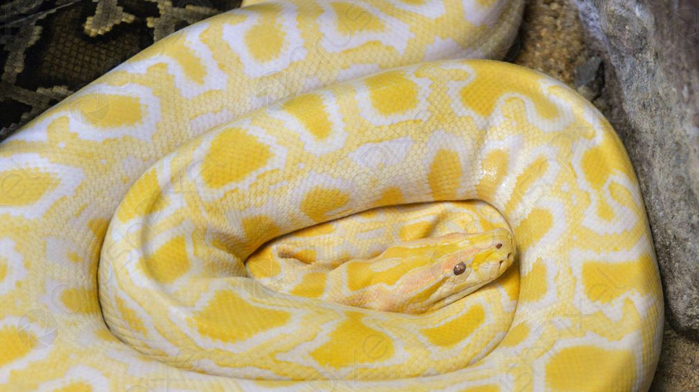 La serpiente mide más de 1.60 cm (Imagen ilustrativa)