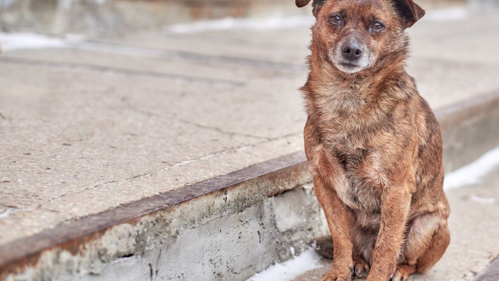El perro quedó con marcas en sus patas y pecho luego de que unos vecinos le dieran una golpiza.