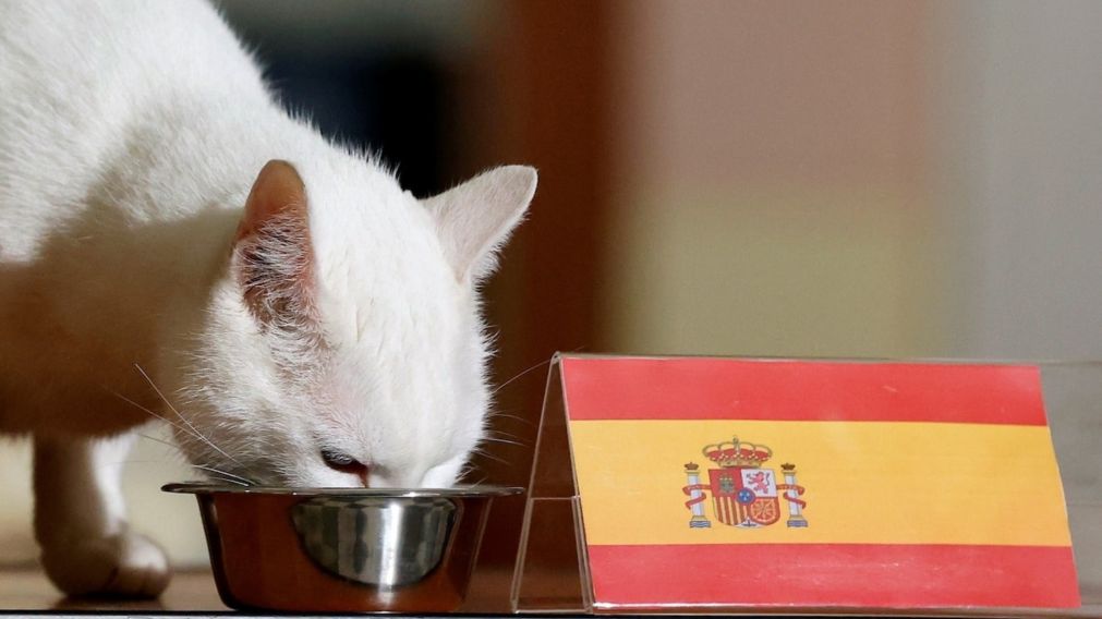 Aquiles predijo correctamente el avance de España a semifinales.
