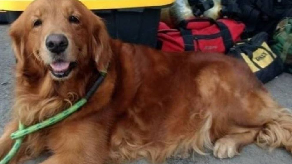Además, otros de perros rescatistas murieron por ingerir comida envenenada.