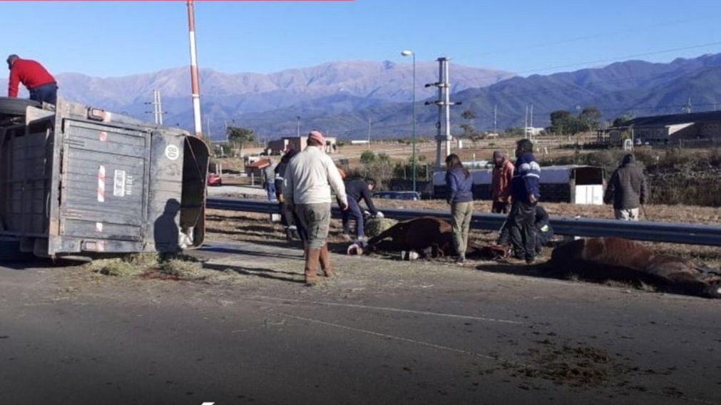 Uno de los animales perdió la vida en el acto.