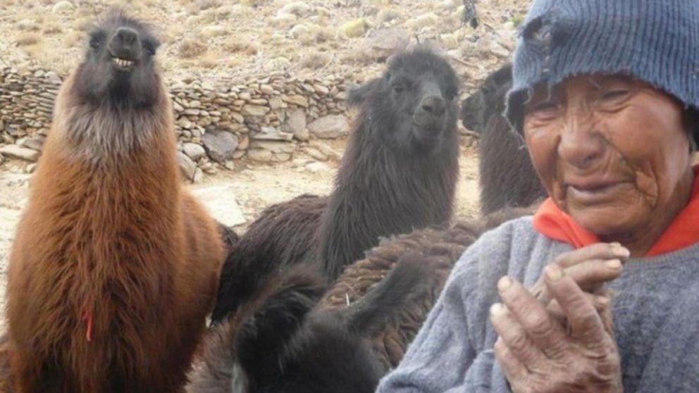 La mujer kolla vive con sus animales a más de 4.000 metros de altura. (Gentileza: La Nueva Rioja)