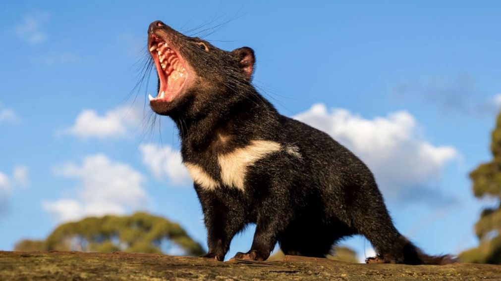 Los "demonios" de Tasmania están en peligro de extinción.