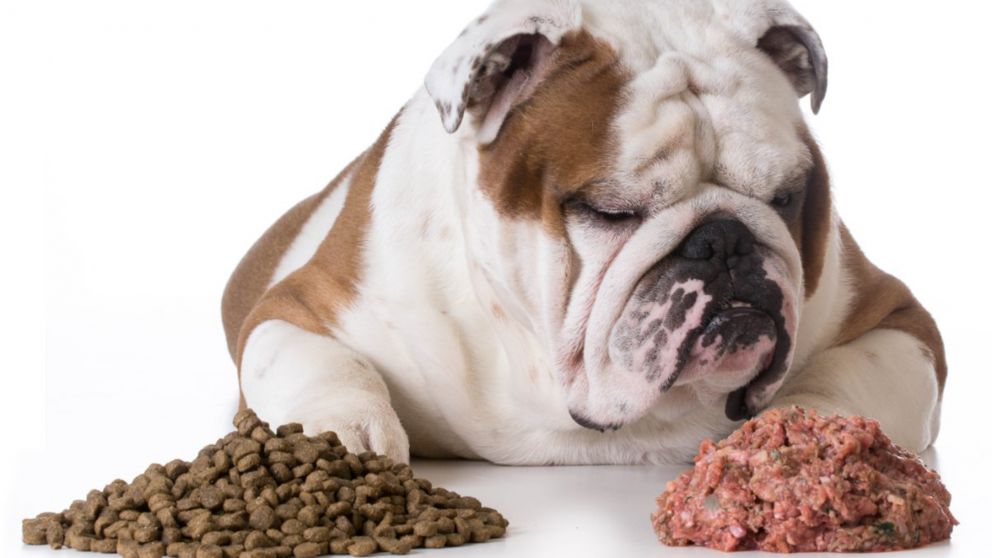 Todos los alimentos con levadura son tóxicos para el estómago de las mascotas.