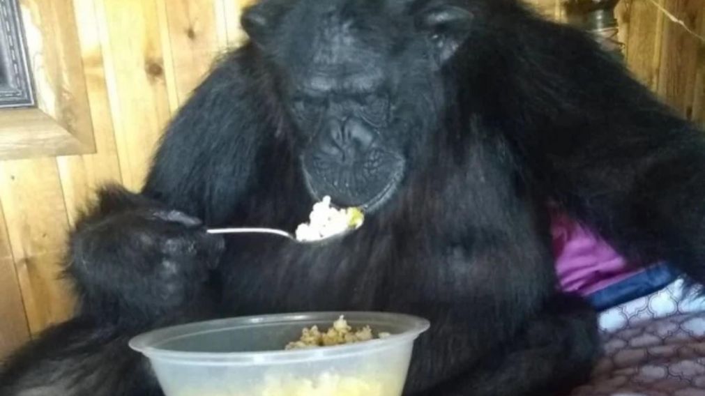 Buck, el chimpanc� asesinado.