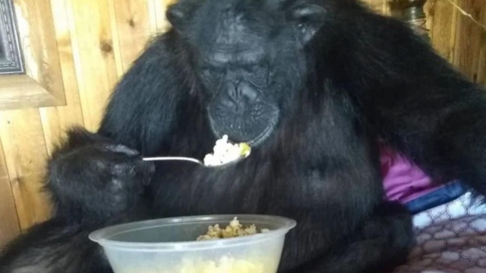 Buck, el chimpancé asesinado.