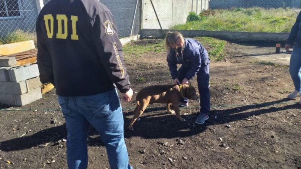 Rompen candados y roban pitbull de Bromatología